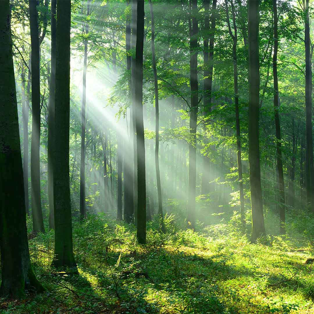 Rays of sunlight shining through a lush green forest.