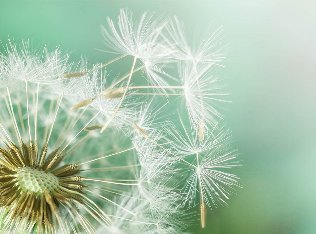 Close up of a dandelion on a green background.
