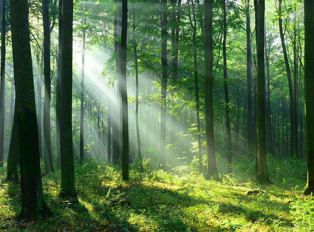 Rays of sunlight shining through a lush green forest.
